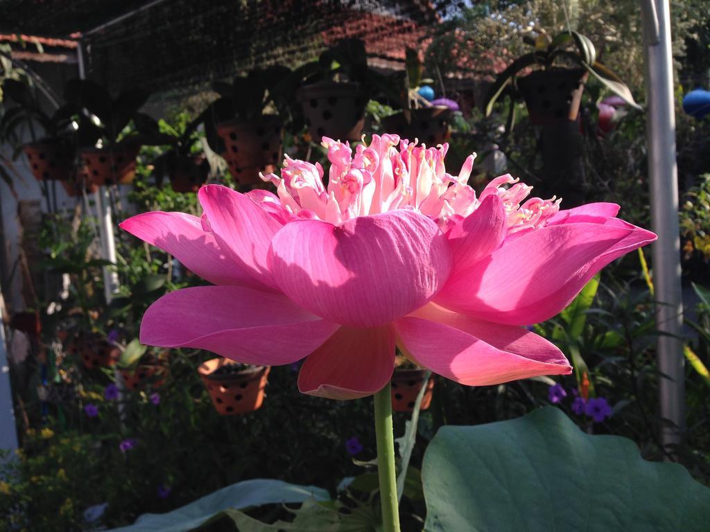 Charming Homestay Hoi An Exterior foto