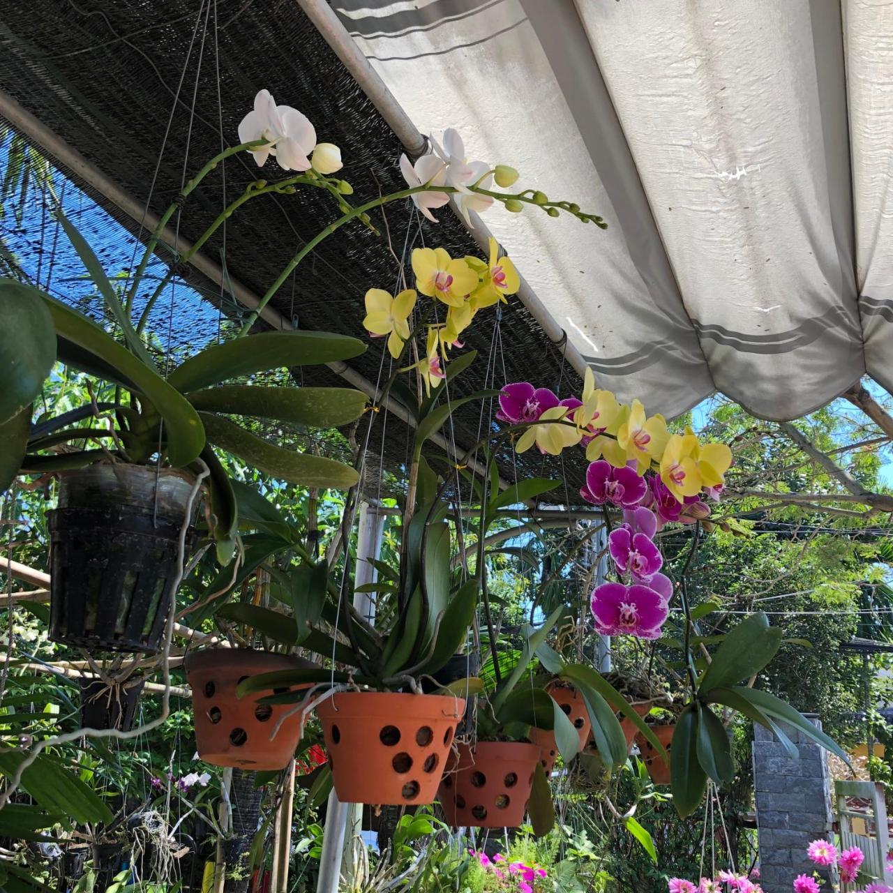 Charming Homestay Hoi An Exterior foto